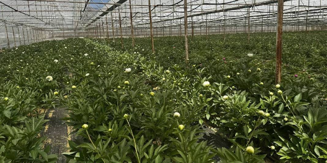 Tanesi 150 TL’den havada kapılıyor! 81 ilden talep görerek üreticinin cebini dolduruyor 2